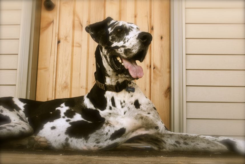 Tripawd Tuesday: Great Dane Rio's Recovery and Chondrosarcoma Victory