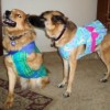 Tripawd Tuesday: Chuy Keeps Up with the Chase ChuyMalone