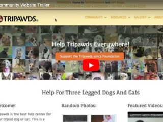 help for tripawd dogs and cats
