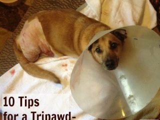 Tripawd home care tips