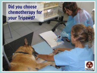 pet cancer chemotherapy regrets