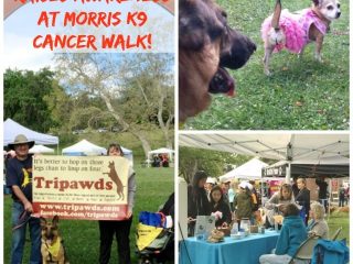 Team Tripawds canine cancer research