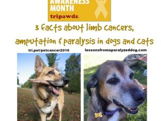limb cancer, amputation, paralysis, dogs, cats