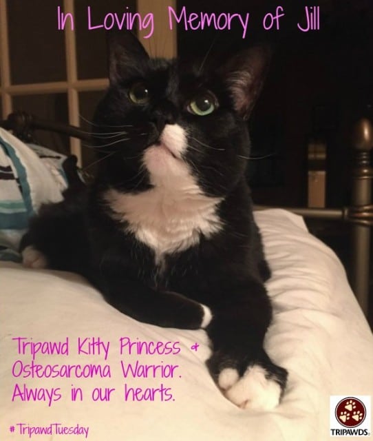 Tripawd, cat, osteosarcoma, feline, cancer, amputee, amputation, surgery, recovery