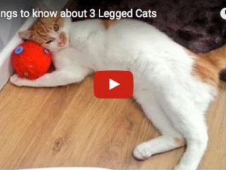 10 Things to know about Tripawd Cats Video