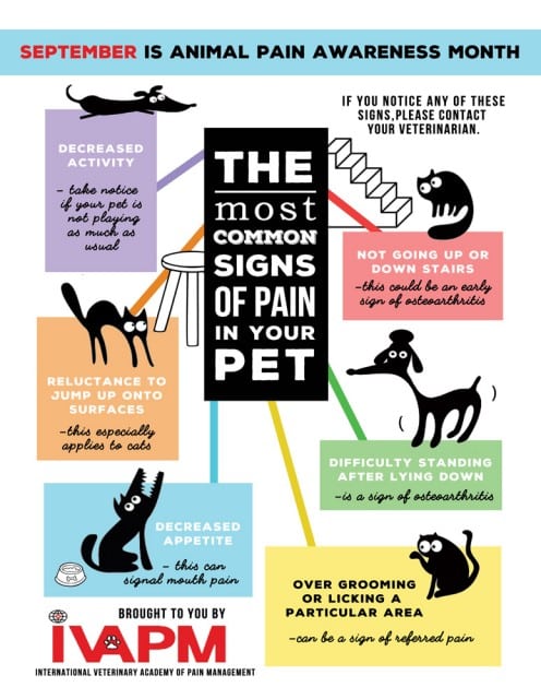 pain signs cats dogs