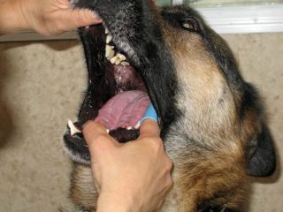 pet dental heallth