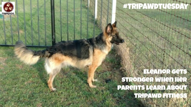 exercise for Tripawds