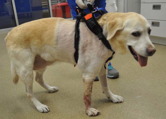 Bostonplasty limb sparing for dogs