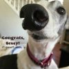It’s a Greyhound Tripawd Tuesday Celebration! Greyhound Tripawd