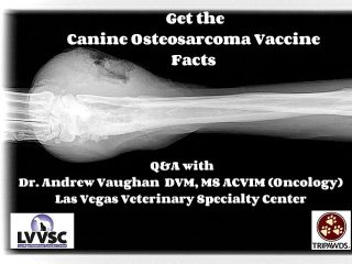 Canine Osteosarcoma Vaccine Facts