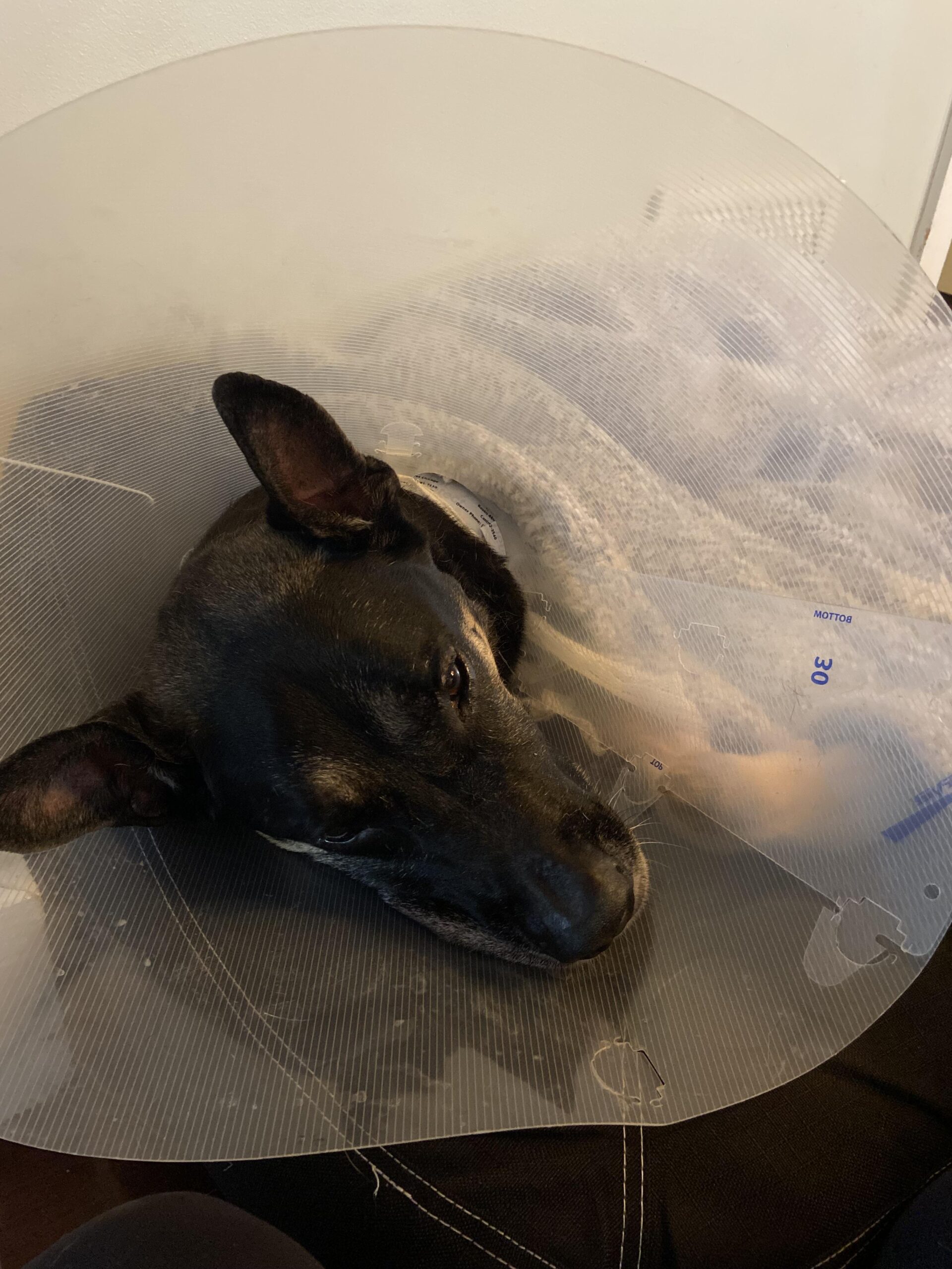 Winnie in a recovery cone after surgery