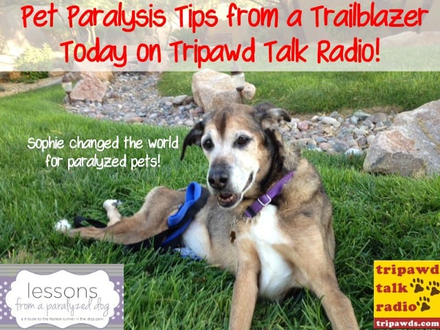 paralyzed pet tips