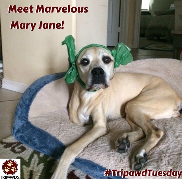 Tripawd Tuesday marvelous Mary Jane