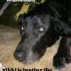 Tripawd Tuesday: Meet Osteosarcoma Survivor, Tripawd Nikki! osteosarcoma survivor Nikki