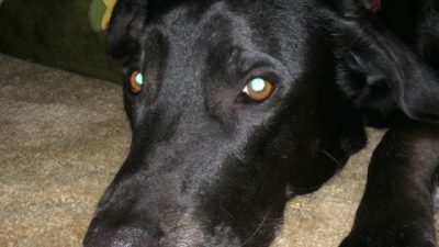 Tripawds Three Legged Dog Cat Amputation Pet Cancer Support Info Help ...