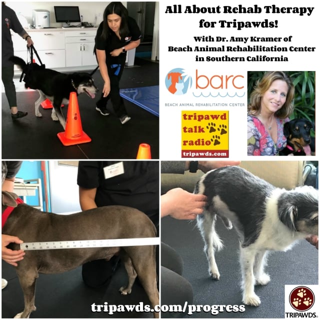 Rehab Therapy for Tripawds