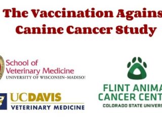 Vaccination Against Canine Cancer
