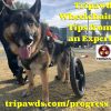 Expert Tips for Tripawd Wheelchairs tripawd wheelchair tips