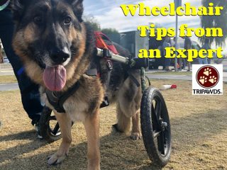 tripawd wheelchair tips
