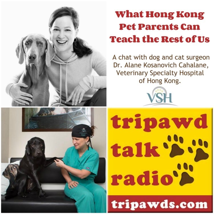 what Hong Kong pet parents can teach us