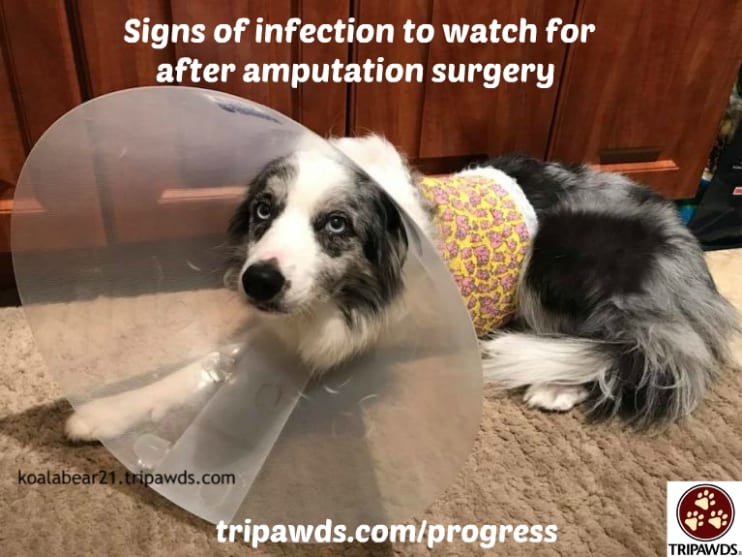 Tripawd amputation incision infection