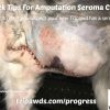 Amputation Seroma Care Tips Tripawd amputation seroma care