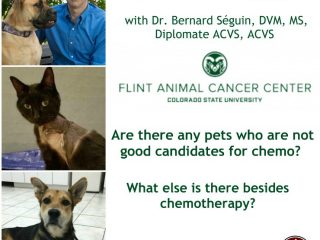 Tripawd Chemotherapy Candidates and Alternatives