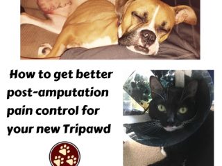 better post-amputation pain control for dogs and cats