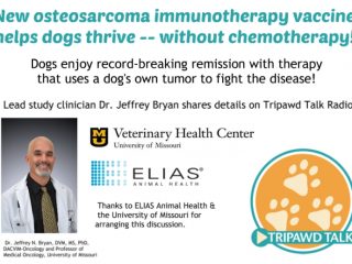 osteosarcoma,dogs,vaccine,immunotherapy,dr. jeffrey bryan, remission,university of missouri,elias animal health,study,clinical trial