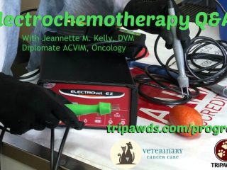 electrochemotherapy pet cancer treatment