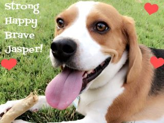 Brave Beagle Tripawd Jasper