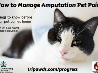 manage amputation pet pain