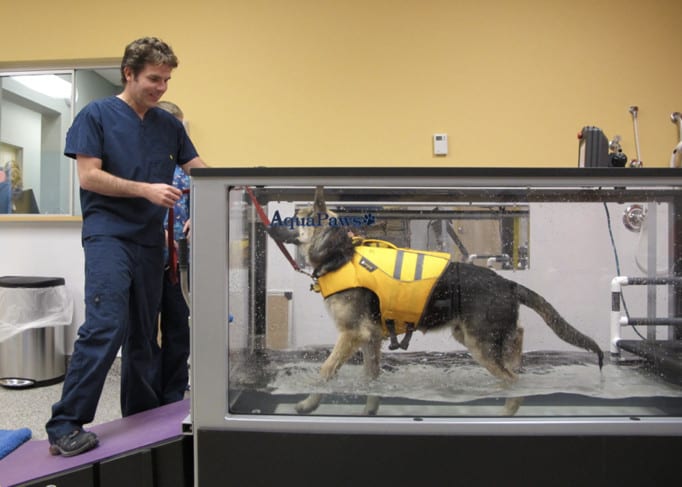 amputee pet physical therapy