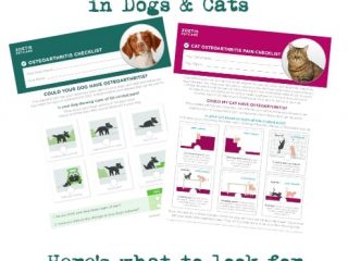 osteoarthritis signs in dogs and cats