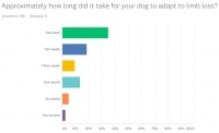 Tripawds Amputation Adaptation Time