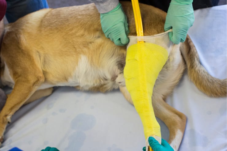Orthotic Medical Canine Knee Braces Kinetikhane Com - Diy Knee Brace For Dogs
