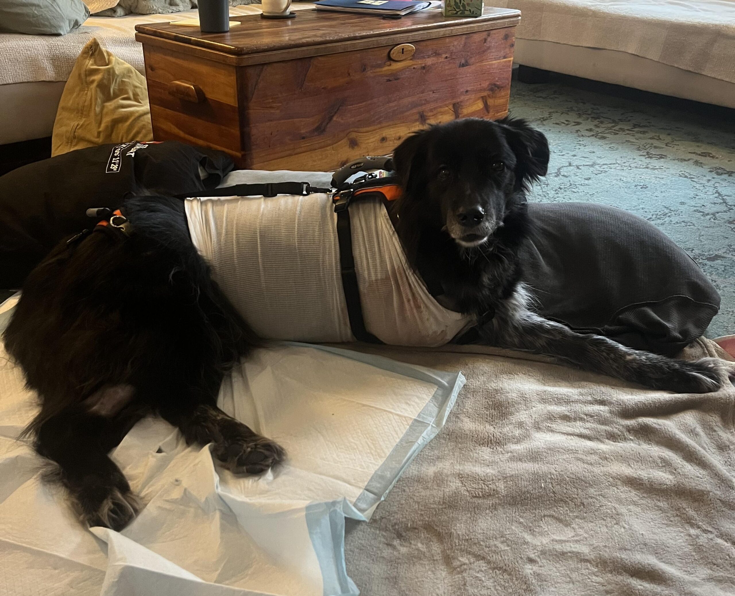 Tripawd Ellie recovers after amputation surgery