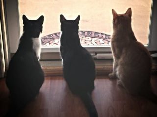 amputation recovery tips for multi-cat homes