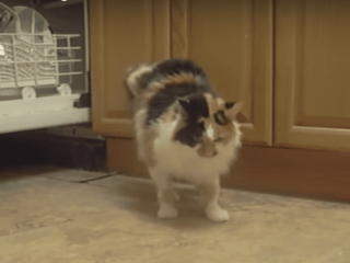 Amputee Cat Walking Backwards