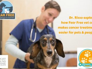 fear free cancer care for Tripawds