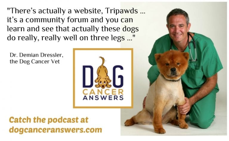 Why Amputate a Dog's Leg? The Dog Cancer Vet Answers - Tripawds