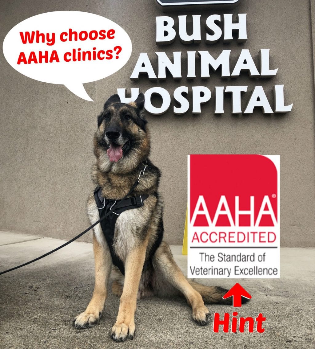 Aa animal hot sale hospital