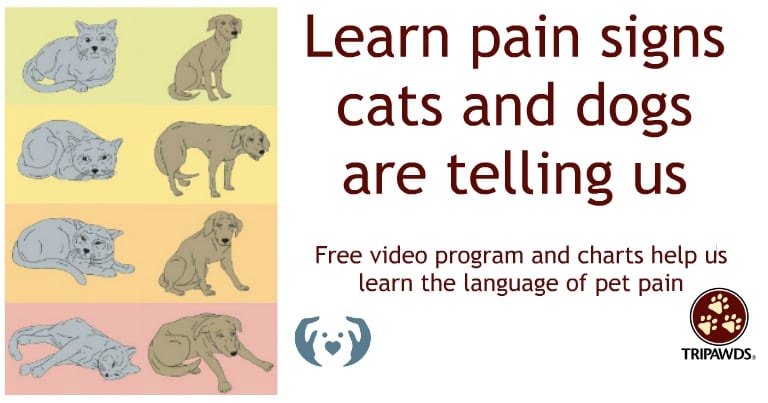 Pet Pain Signs Cats and Dogs
