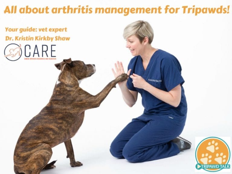 arthritis in Tripawd dogs and cats