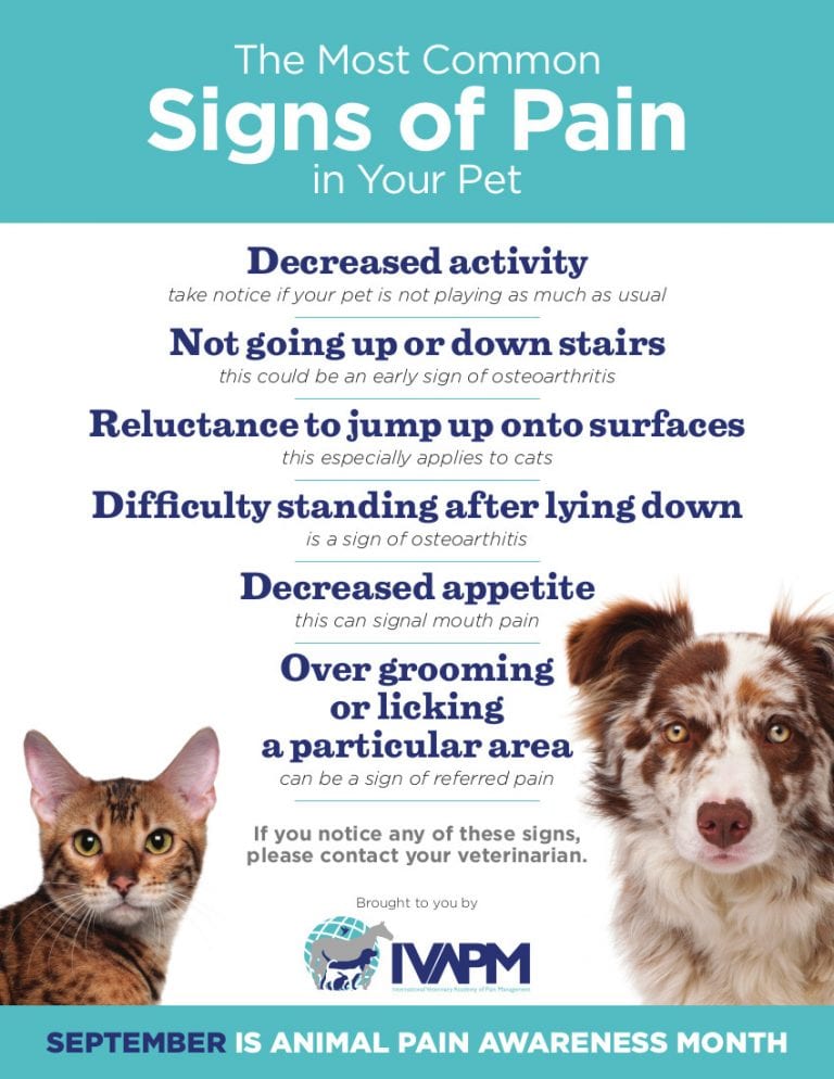 How to Find a Pet Pain Expert - Tripawds