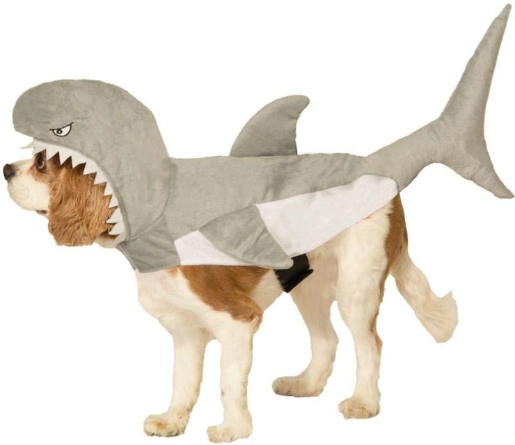 Tripawd Halloween costume idea