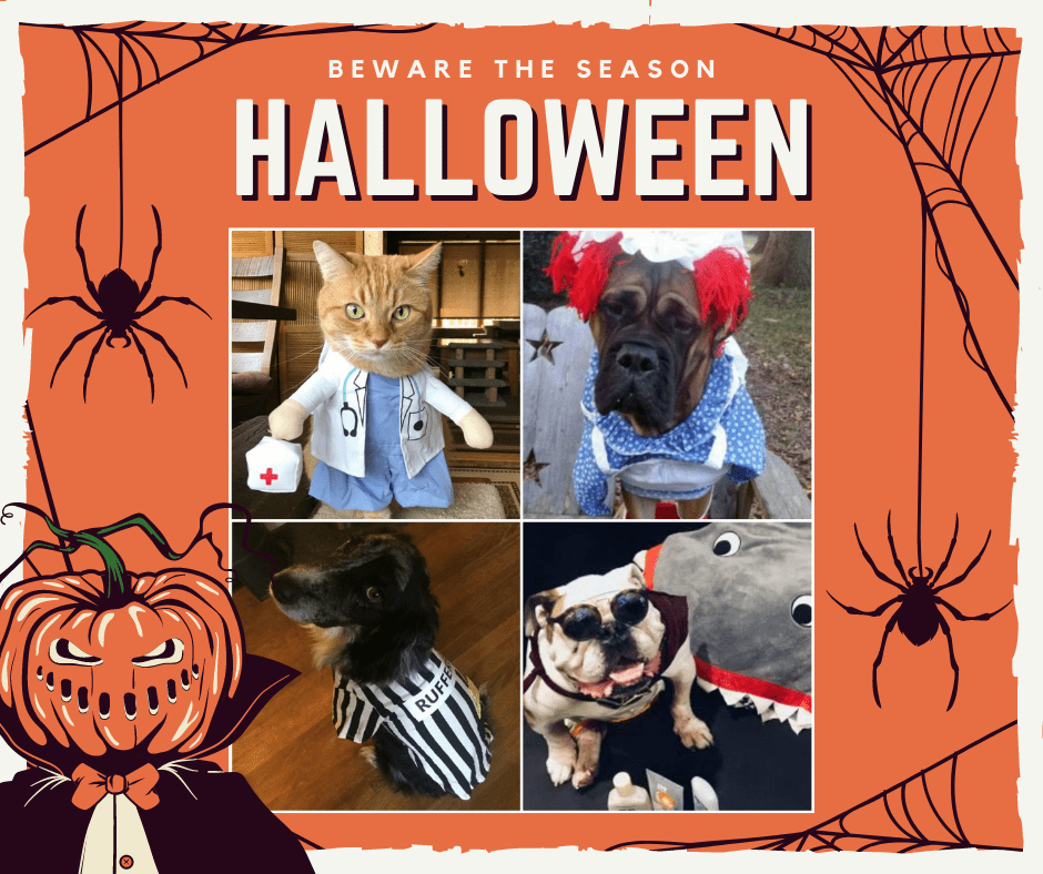 Tripawds Halloween Contest 