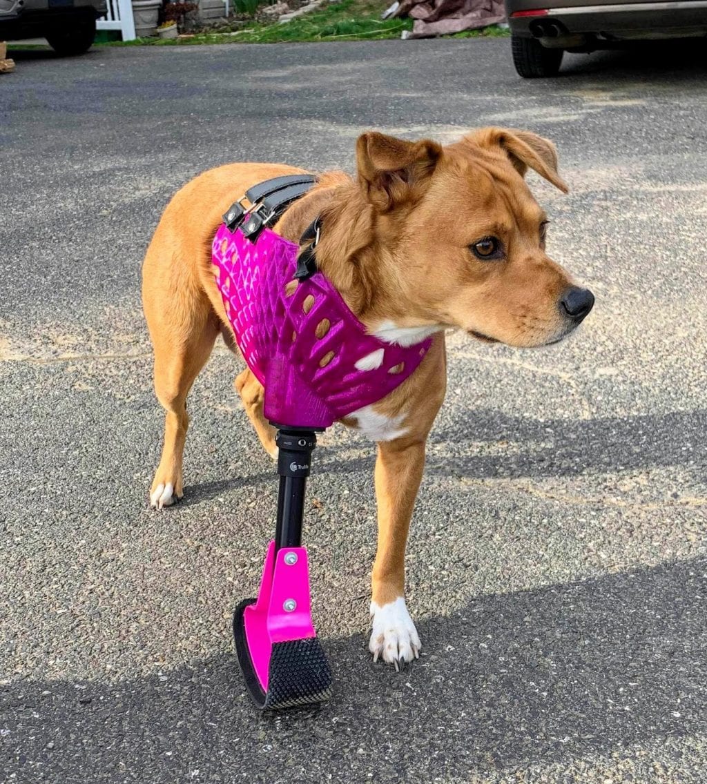 three legged dog with front leg prosthetic