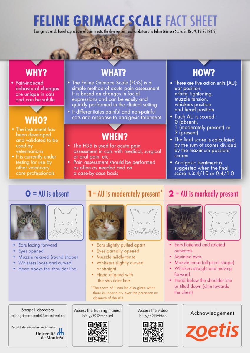 Feline Grimace Scale Fact Sheet